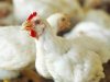 أسعار الفراخ تتراجع بنحو جنيهين فى بورصة الدواجن