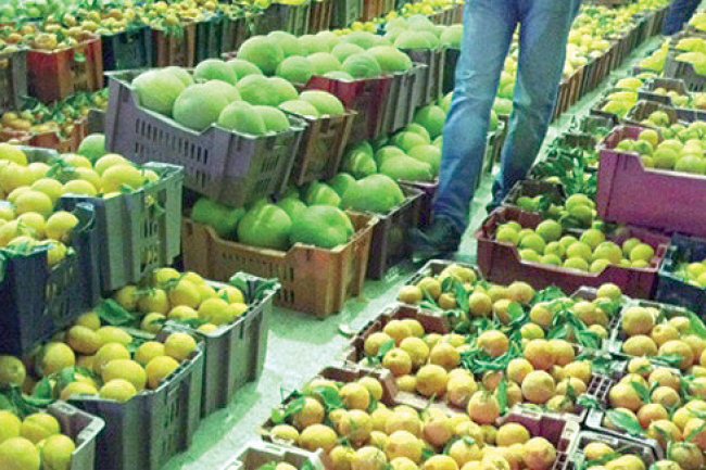 ورق العنب بـ 60 جنيها ..أسعار الخضروات و الفاكهة اليوم