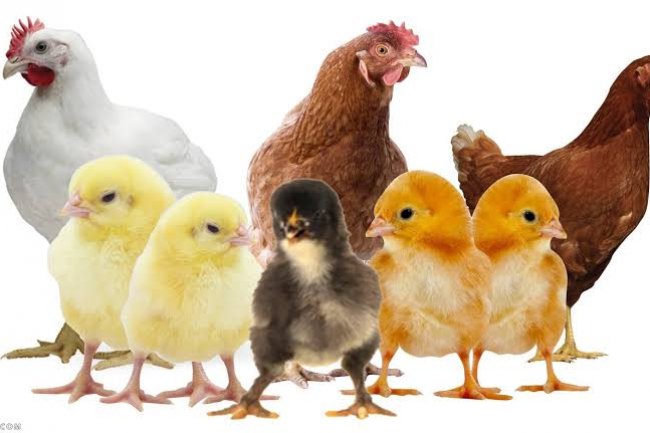 استقرار أسعار الدواجن البيضاء بالأسواق... والبلدى تنخفض لـ100 جنيه