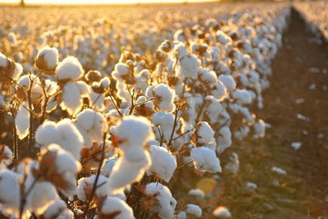 بيع 1.6 مليون قنطار قطن بـ8.9 مليار جنيه ضمن منظومة التداول الجديدة