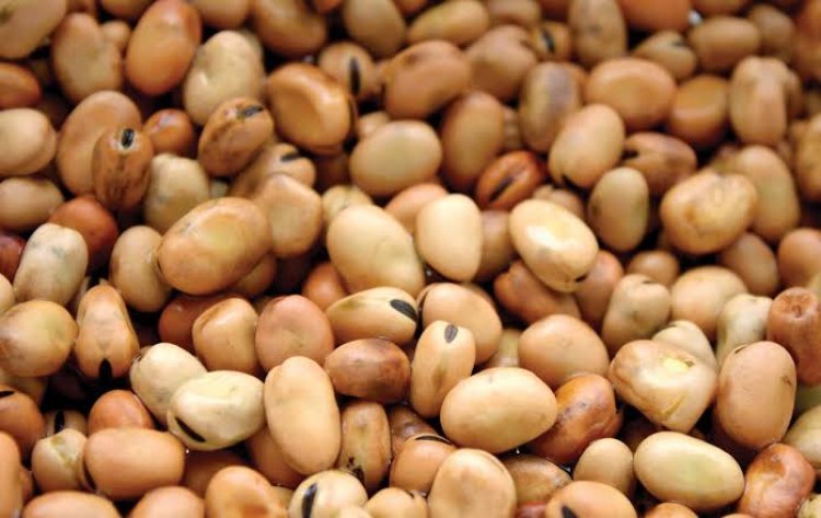 تعرف على.... سعر الفول اليوم الإثنين