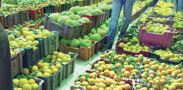 ورق العنب بـ 60 جنيها ..أسعار الخضروات و الفاكهة اليوم