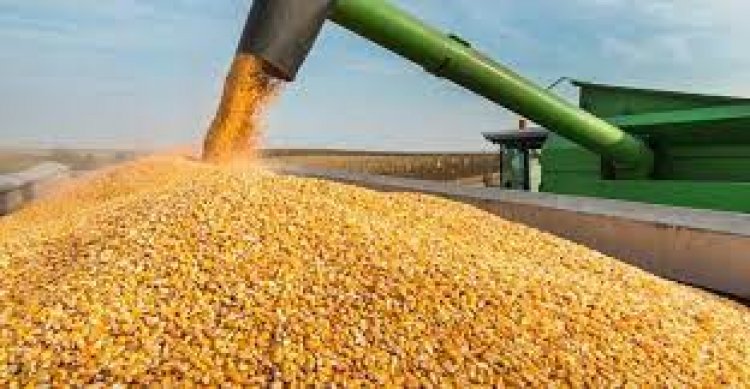بسبب الجفاف .. صادرات الأرجنتين من الذرة تتراجع 40%  