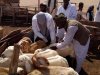 السبت المقبل.. انطلاق حملة تحصين الماشية ضد «الحمى القلاعية» و«الوادي المتصدع» بمطروح