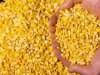 طن الذرة الكورن فلاك الأرجنتيني يقترب من  20ألف جنيه 