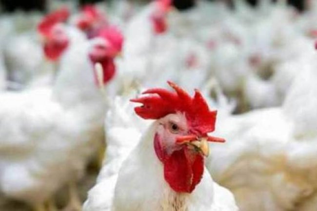 أسعار الدواجن تعاود الارتفاع من جديد