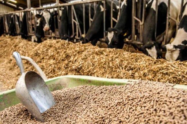 رغم الإفراجات..ارتفاع أسعار الأعلاف للمرة الثانية خلال الأسبوع الجارى   