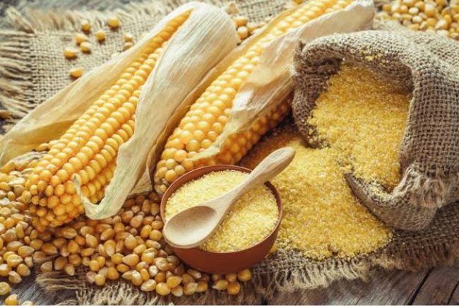 تعرف على أسعار الذرة اليوم الأربعاء 