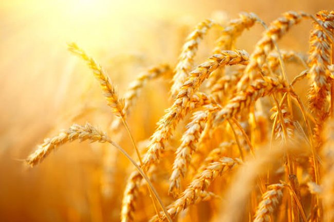 تعرف على.. سعر القمح اليوم الاربعاء 