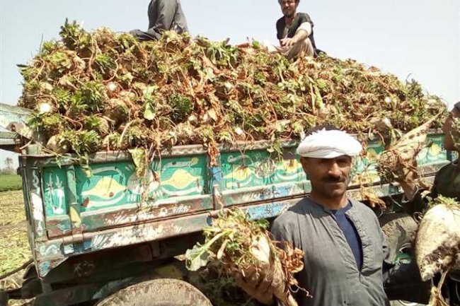 75 جنيها زيادة فى سعر توريد طن بنجر السكر
