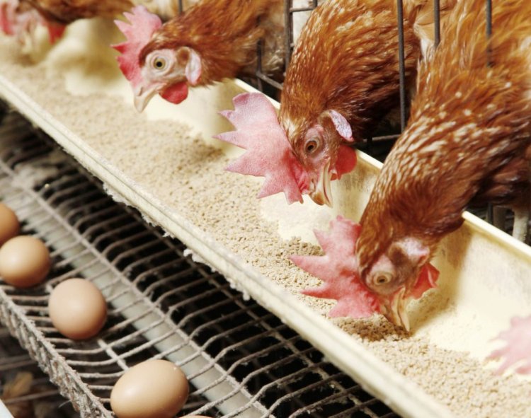 تراجع طفيف فى أسعار الدواجن والبيض اليوم   