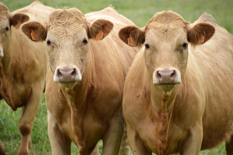 اللحوم مقابل السلع الغذائية.. الحكومة تتعامل مع تشاد بنظام المقايضة