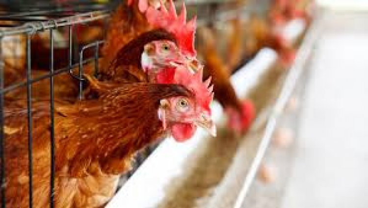   تراجع أسعار الدواجن بنحو جنيهين  للكيلو الواحد