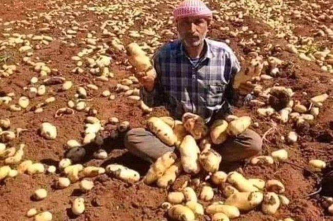 حل أزمة شحنات البطاطس المصرية المحتجزة بالموانئ اللبنانية