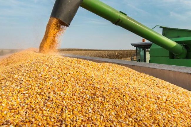 أسعار الذرة المحلية والمستوردة تحافظ على معدلاتها التصاعدية  