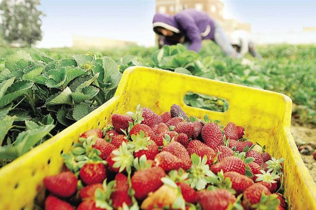 جمال : السوق البرازيلي مستقبل الصناعات الغذائية والحاصلات الزراعية المصرية