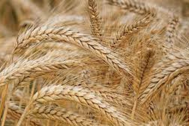 "الزراعة" تتعهد بتذليل كافة العقبات التي تواجه توريد القمح  