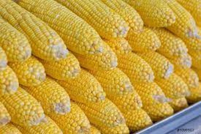             18 ألف جنيه سعر ضمان لطن فول الصويا و9.5 ألف جنيه لطن الذرة     