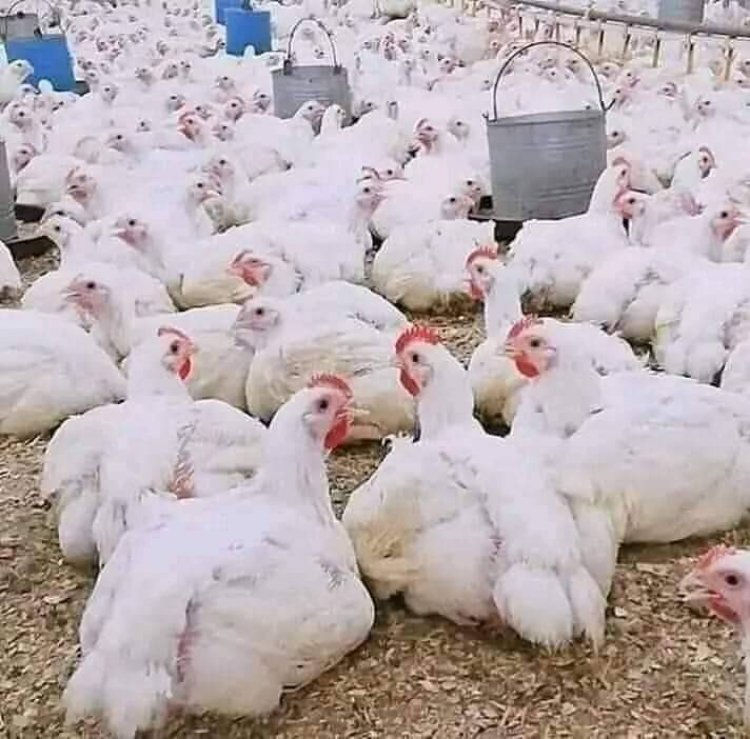استقرار أسعار الدواجن بالأسواق 