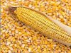 هبوط حاد فى أسعار الذرة بالسوق المحلي والعالمي