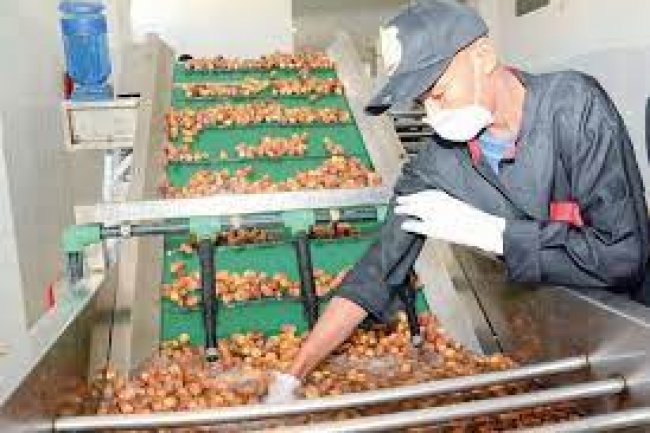 مصر تخطط لإنشاء منطقة لوجستية متخصصة في صناعة التمور بالوادى الجديد