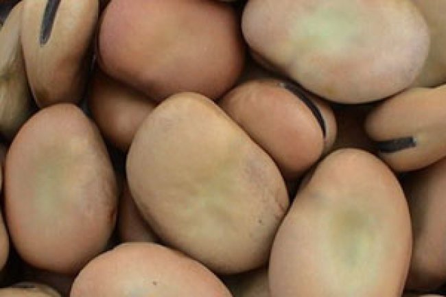 21,000 جنيه سعر طن الفول الاسترالي لدى تجار الجملة