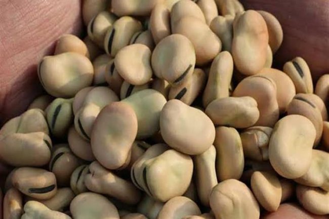   استقرار أسعار الفول البلدي والمستورد اليوم