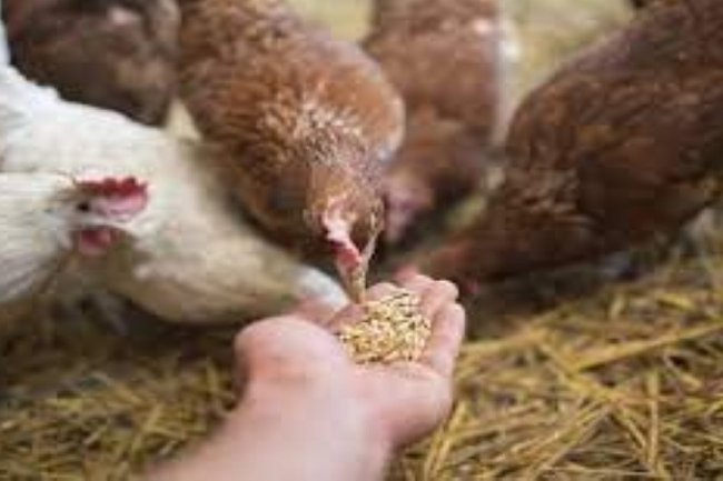 بورصة الدواجن .. 60 جنيها لكيلو الفراخ البيضاء والبلدى يقفز لـ 95 جنيها