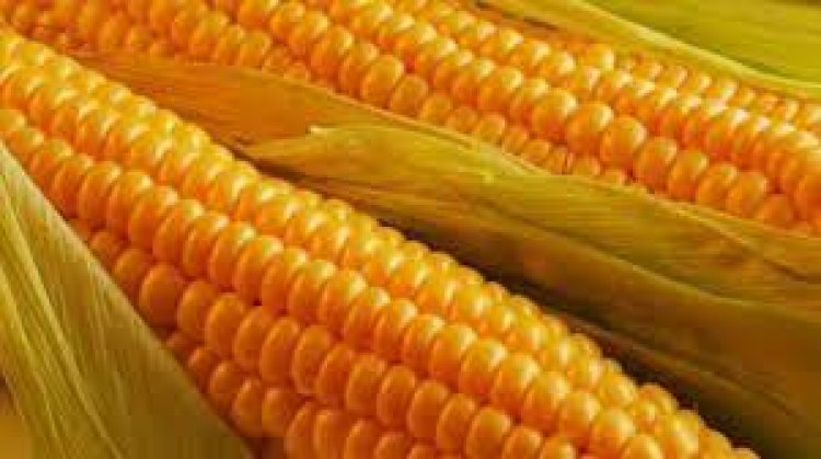 أسعار الذرة ..تباين عالمى وتراجع محلى   