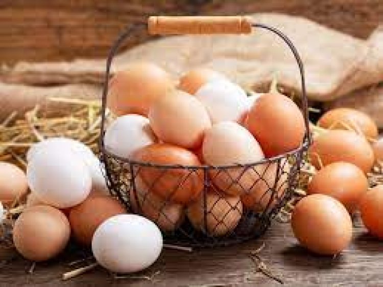 استقرار أسعار البيض اليوم الجمعة