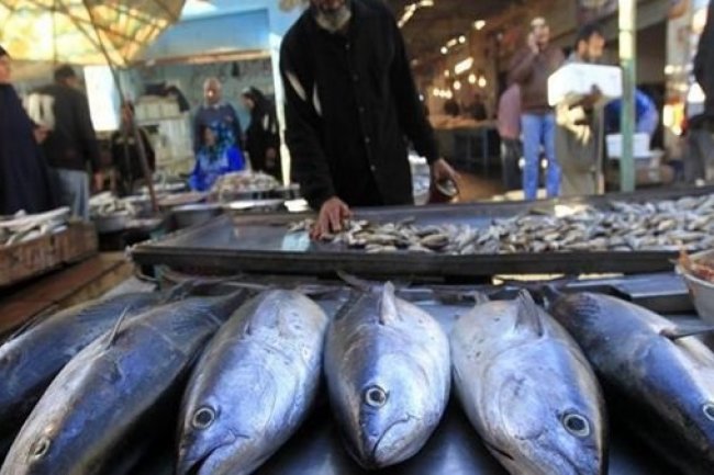 سلامة الغذاء : استيفاء اشتراطات الاتحاد الأوروبي لتصدير الأسماك