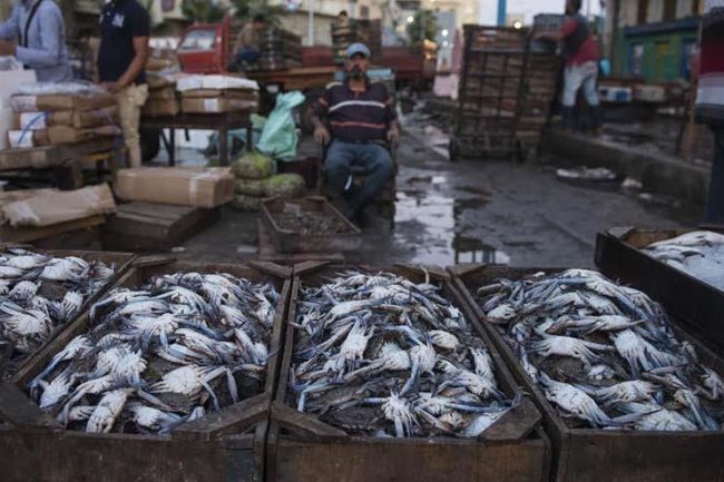 أسعار السمك ..70 جنيها لكيلو البلطى و160 جنيها لكيلو الجمبرى 