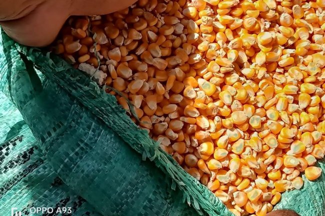 أسعار الذرة الصفراء اليوم
