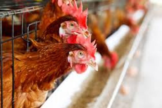 أسعار الدواجن .. 77 جنيها لكيلو الأبيض و89 للبلدى 