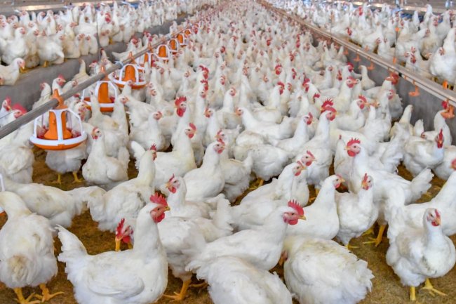 أسعار الدواجن.. 75.5 لكيلو الأبيض و108 جنيهات للبلدى