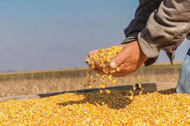  أسعار الذرة ..تراجع طفيف فى البرازيلى والأرجنتيني