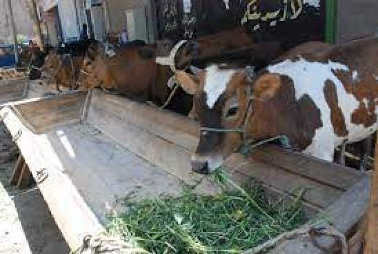 تراجعت أسعار علف الدواجن والحيوان 