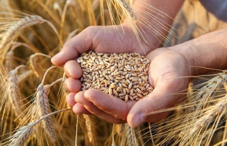 انكماش أسعار العقود الآجلة للقمح ببورصة شيكاغو اليوم الجمعة
