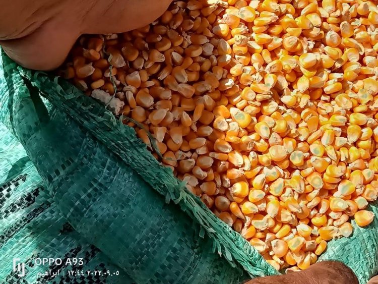 أسعار الذرة الصفراء اليوم
