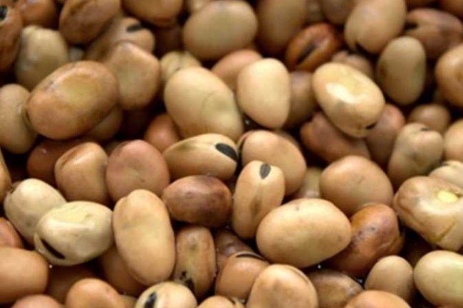 أسعار الفول .. 26,000 جنيهًا لطن البلدى  و22.000 للأسترالى 