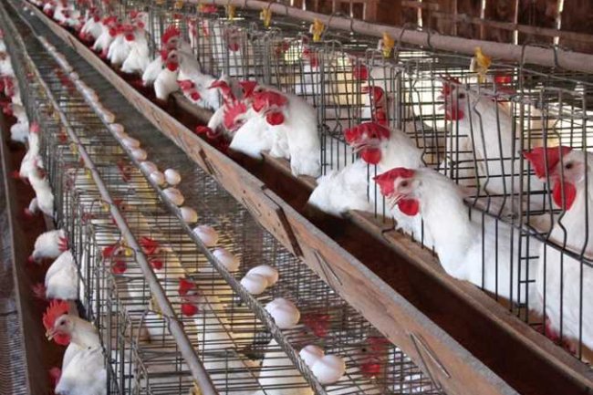 تعرف على سعر «الفراخ» اليوم فى الأسواق والمحال التجارية