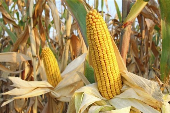 أسعار الذرة الصفراء المستوردة اليوم الأحد 