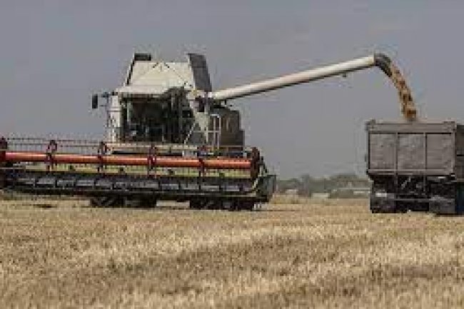 أسعار القمح .. 12,300 جنيه لطن الروسى و12,100 جنيه للأوكرانى 