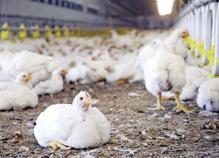 أسعار الدواجن .. تراجع كيلو الأبيض لـ70 جنيهًا