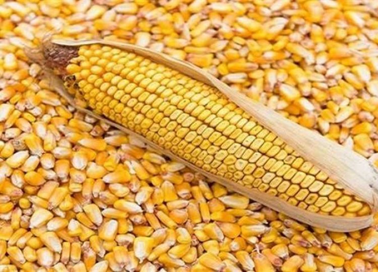 800 جنيه تراجعا في أسعار الذرة الصفراء الأوكرانية 
