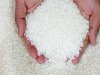 2300 جنيه تراجعا فى سعر طن الأرز الأبيض