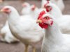 بورصة الدواجن .. استمرار تراجع الأبيض بالأسواق 