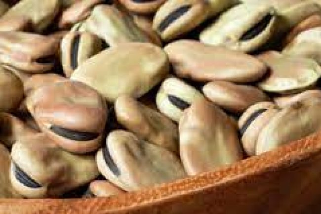 أسعار الفول .. 3400 جنيه لأردب البلدى حسب الجودة