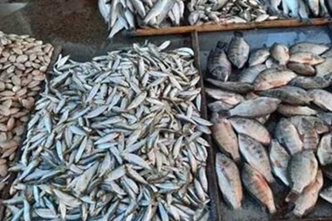   أسعار الأسماك .. 470 جنيها لكيلو الجمبرى الجامبو     