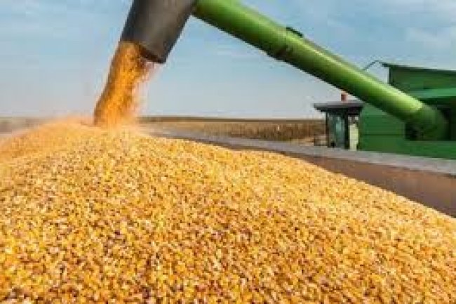 تراجع أسعار الذرة الصفراء المستوردة بجميع أنواعها 
